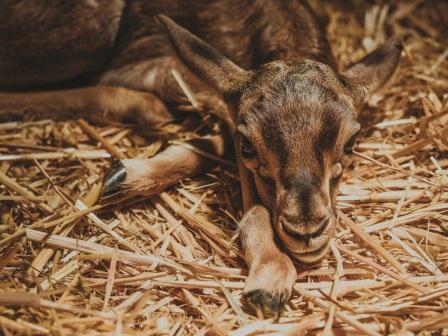 National Zoo Rabat Morocco